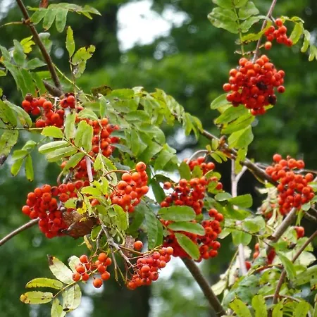 Biohof Schwanser בית חווה *