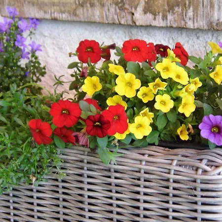 Biohof Schwanser בית חווה שטיינבאך אם אטרזי