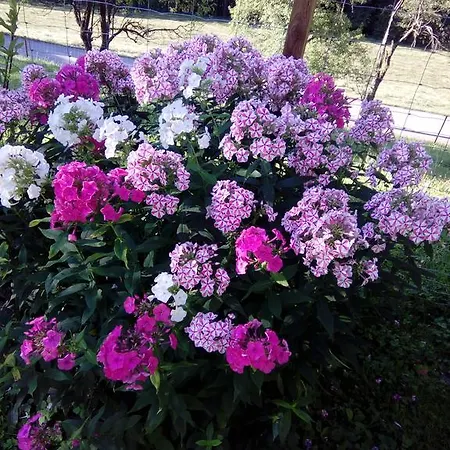 בית חווה Biohof Schwanser