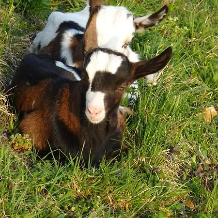 Biohof Schwanser Séjour à la ferme *