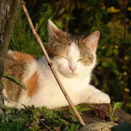 Biohof Schwanser שטיינבאך אם אטרזי