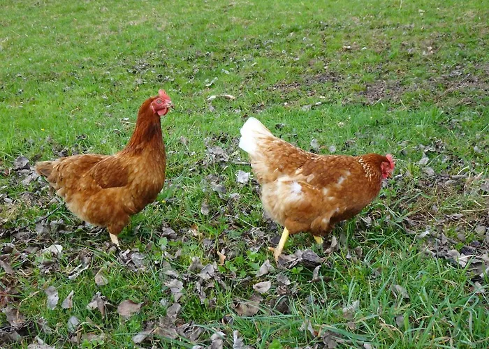 Biohof Schwanser Farm stay *