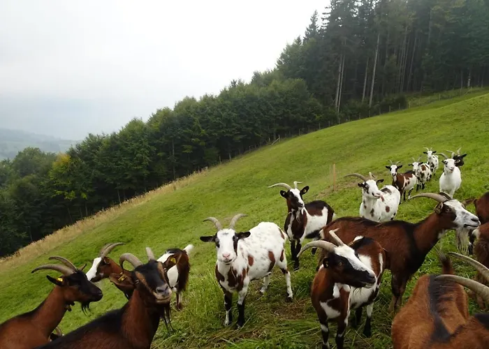 Farm stay Biohof Schwanser Steinbach am Attersee