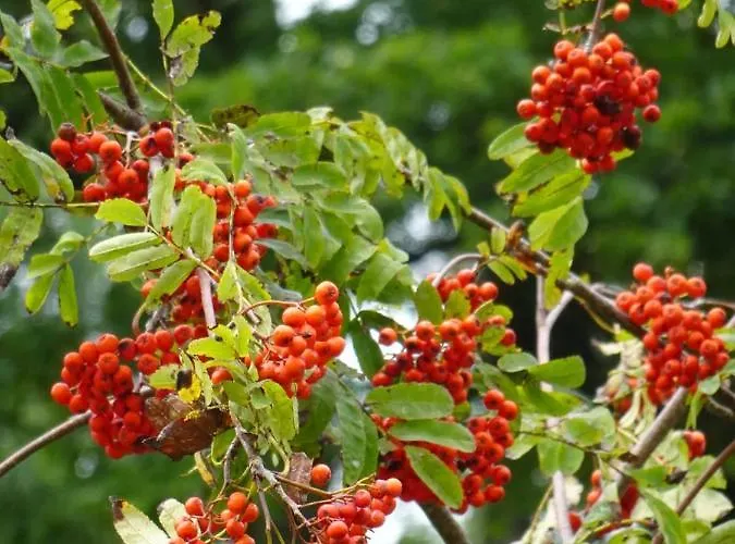 Biohof Schwanser 팜스테이 *