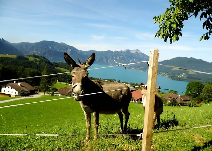 Farm stay Biohof Schwanser Steinbach am Attersee