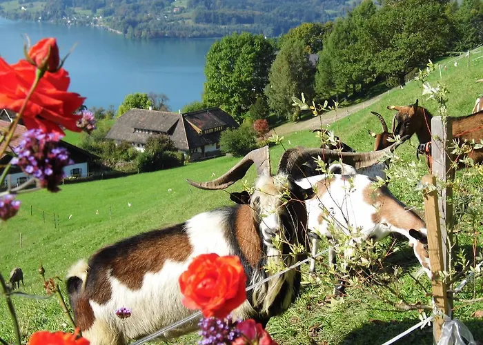 Biohof Schwanser Farm stay *