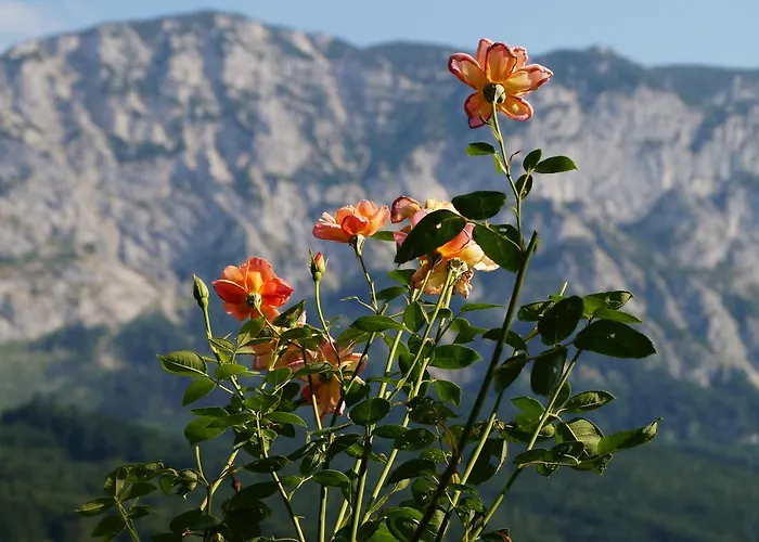 Farm stay Biohof Schwanser Steinbach am Attersee