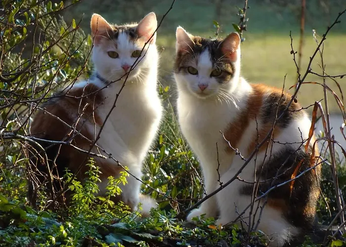 Biohof Schwanser * 스테인바크 암 아터시