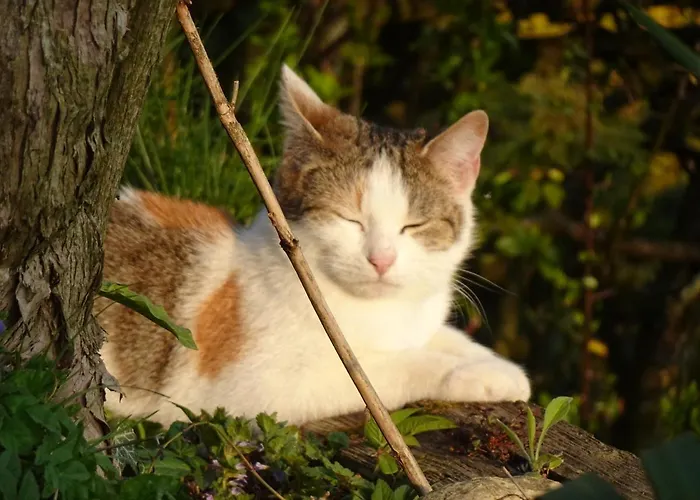 Biohof Schwanser Steinbach am Attersee