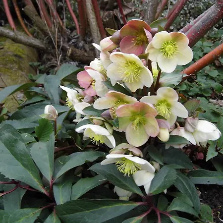 Biohof Schwanser *