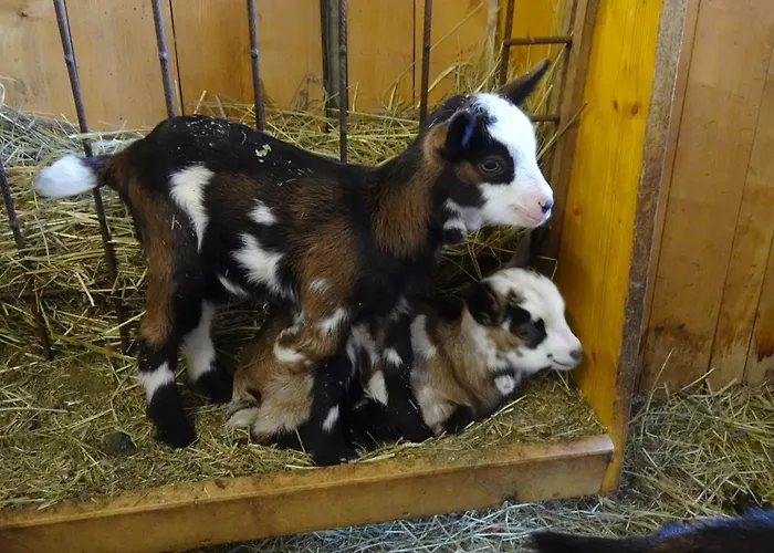 Biohof Schwanser שטיינבאך אם אטרזי