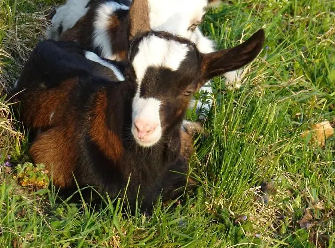 Biohof Schwanser בית חווה *